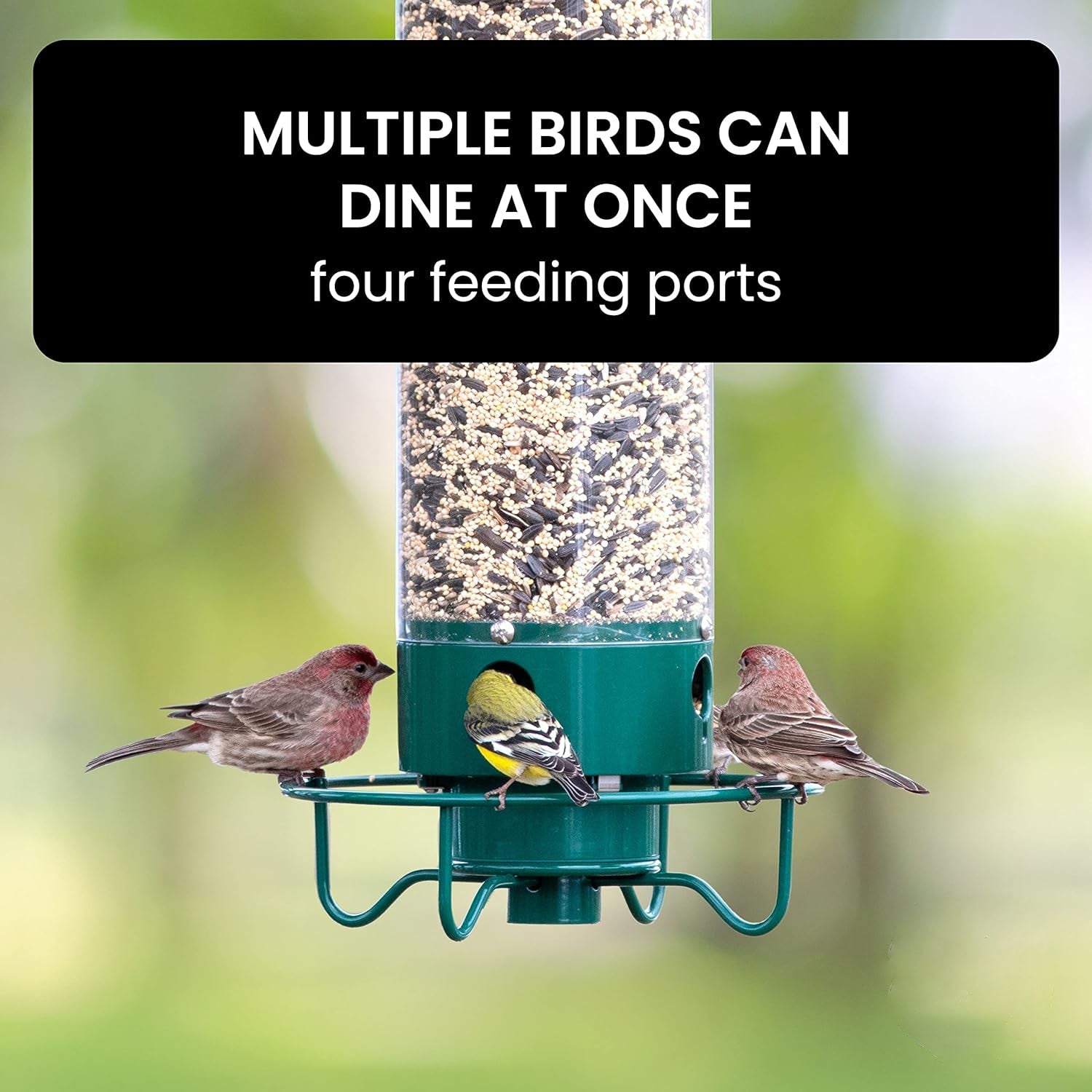 Squirrel-Proof Bird Feeder – Weather-Resistant Hanging Feeder for Wild Birds - TARHUS