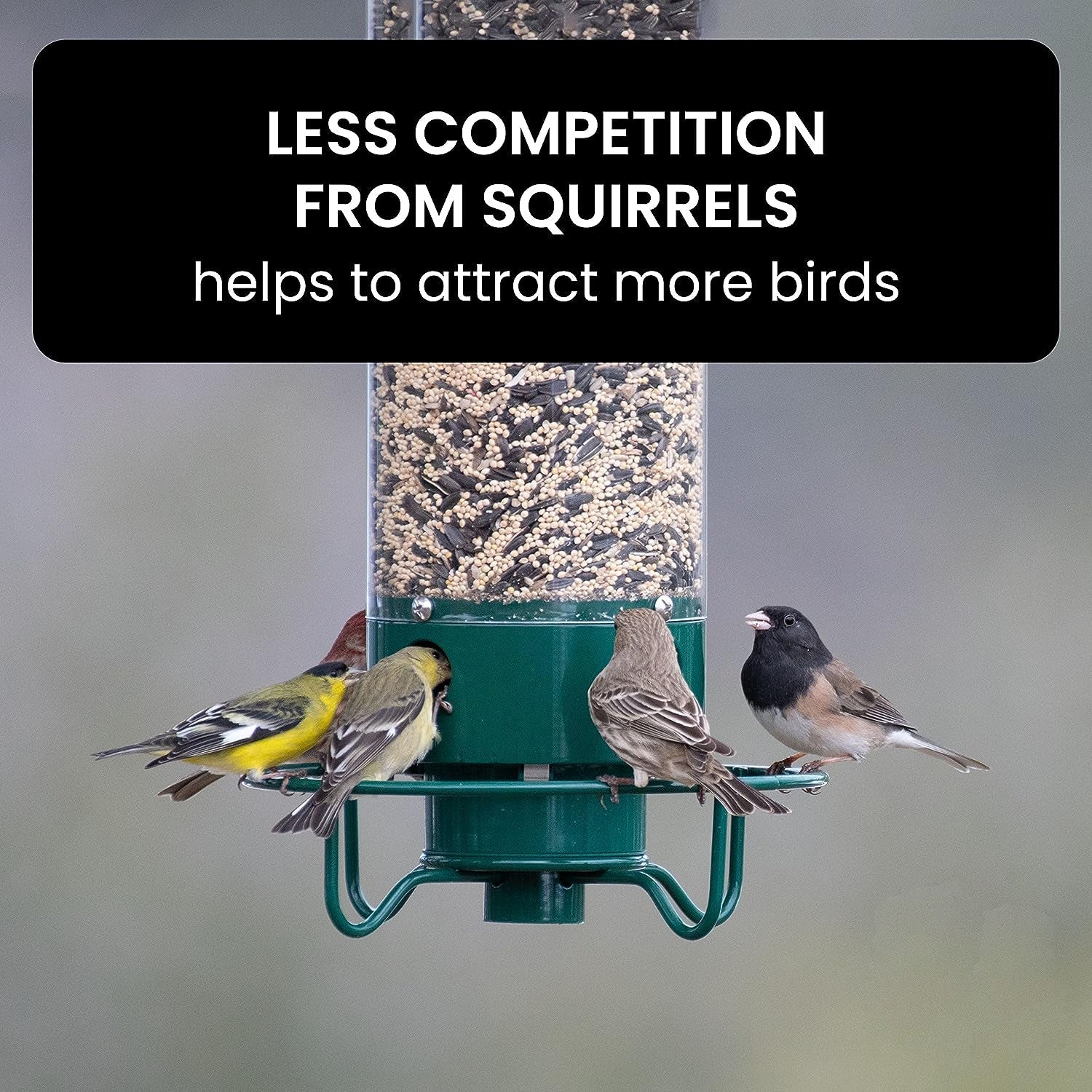 Squirrel-Proof Bird Feeder – Weather-Resistant Hanging Feeder for Wild Birds - TARHUS
