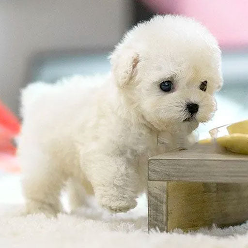 Pawra | Realistic Interactive Plush Puppy – Eco-Friendly Lifelike Toy Dog TARHUS Gadgets