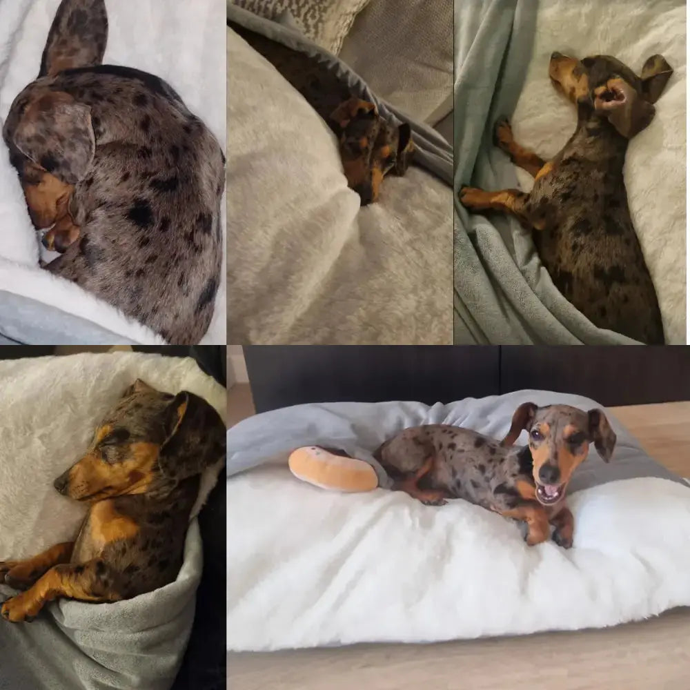 Snootzi - Dog Bed with Built-In Blanket - TARHUS