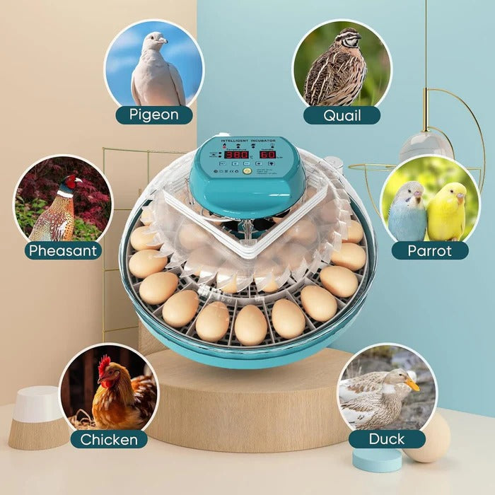 15-Egg Digital Egg Incubator – Automatic Temperature & Humidity Control - TARHUS