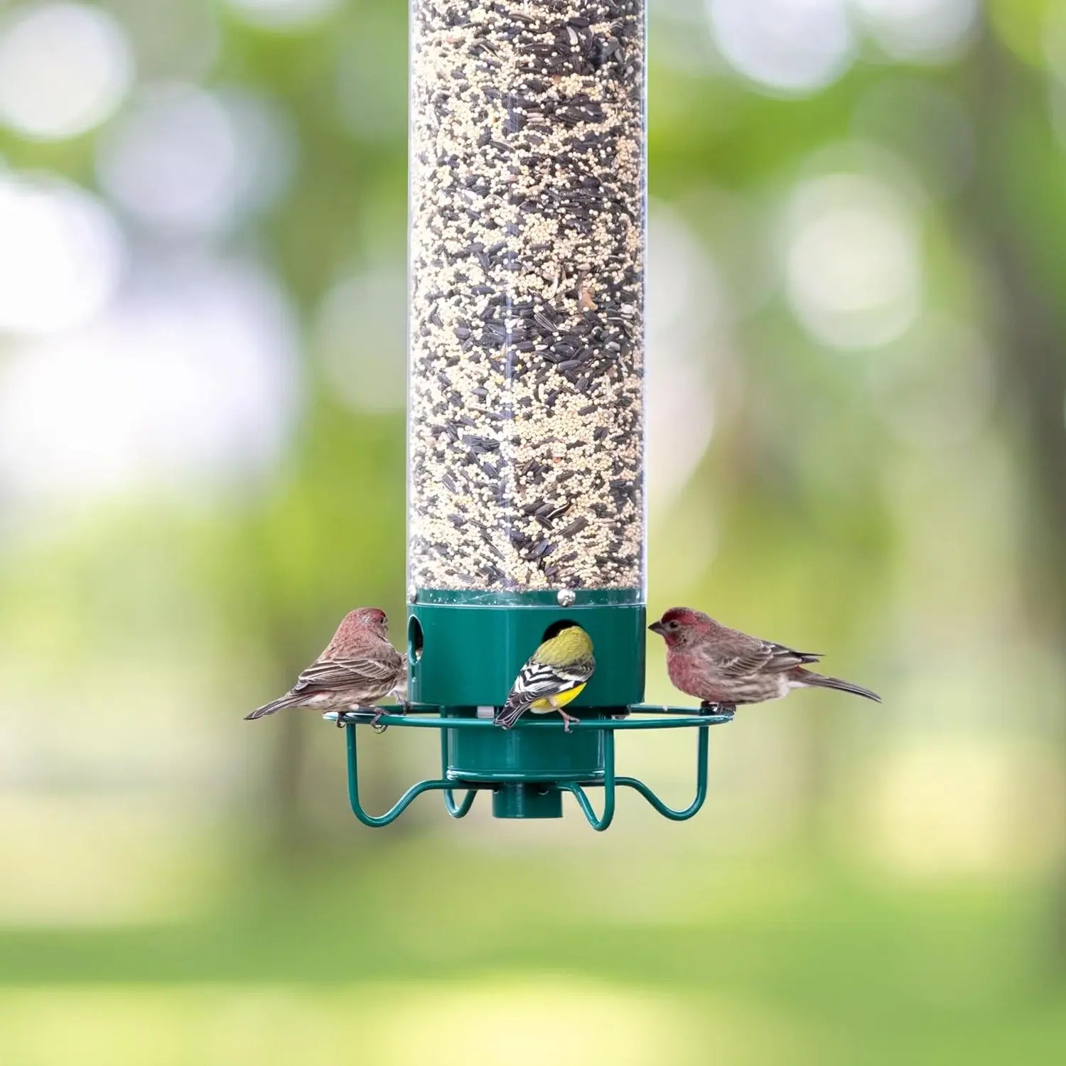 Squirrel-Proof Bird Feeder – Weather-Resistant Hanging Feeder - TARHUS