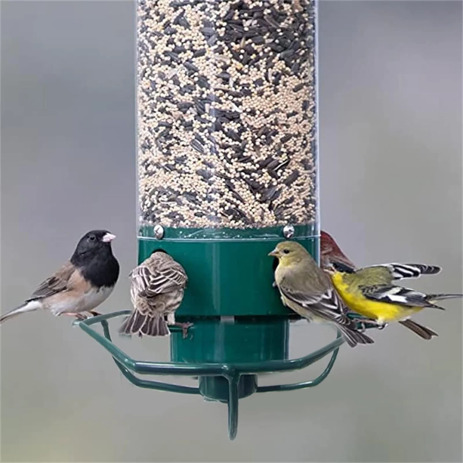 Squirrel-Proof Bird Feeder – Weather-Resistant Hanging Feeder - TARHUS