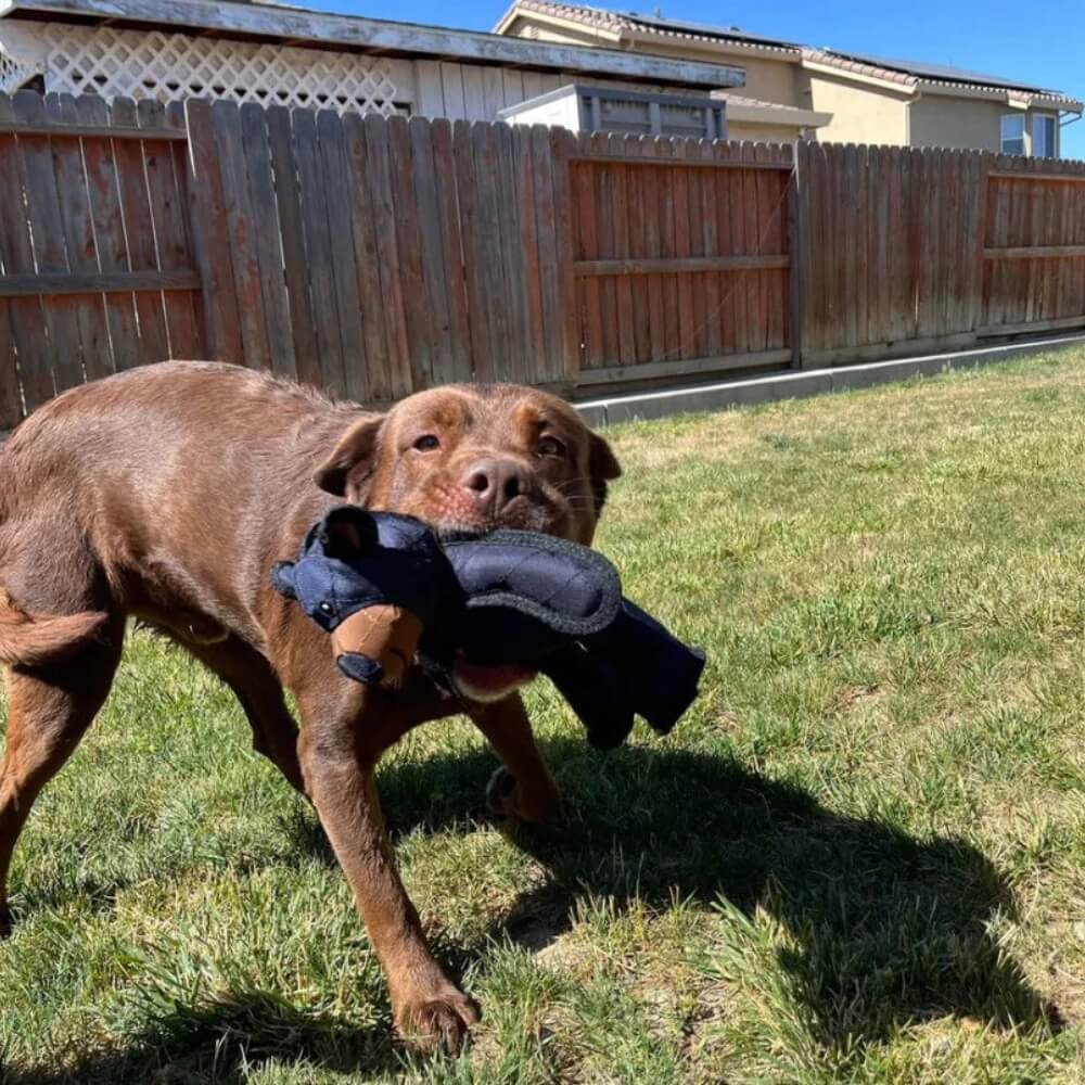 Unbreaka-Bear Dog Toy for Heavy Chewers