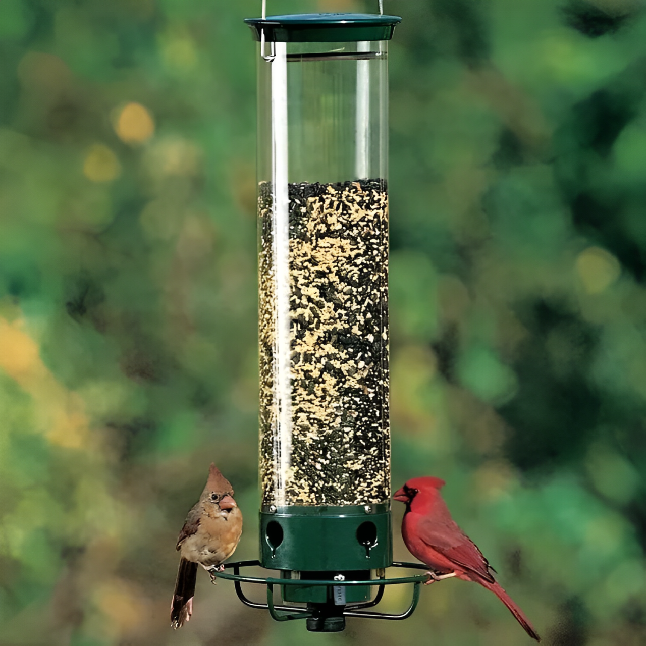 Squirrel-Proof Bird Feeder – Weather-Resistant Hanging Feeder for Wild Birds - TARHUS
